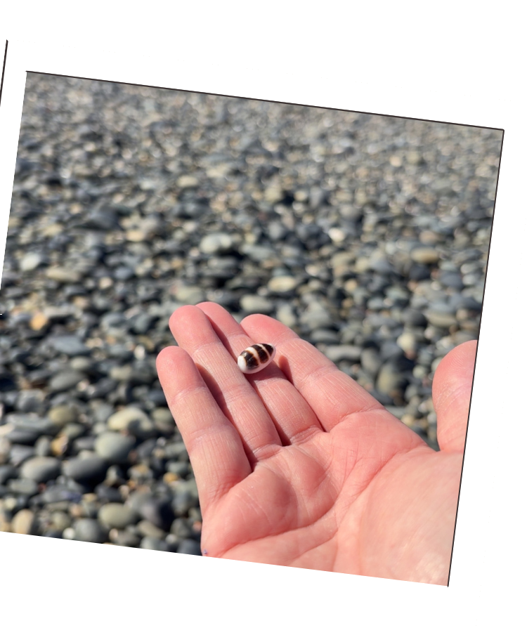 A small shell resting in a hand on the shore